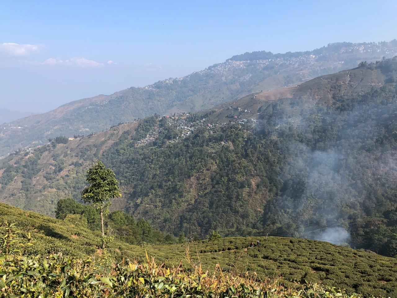 The GI Tag & Darjeeling Tea: Why It Matters More Than You Think - Mayukh