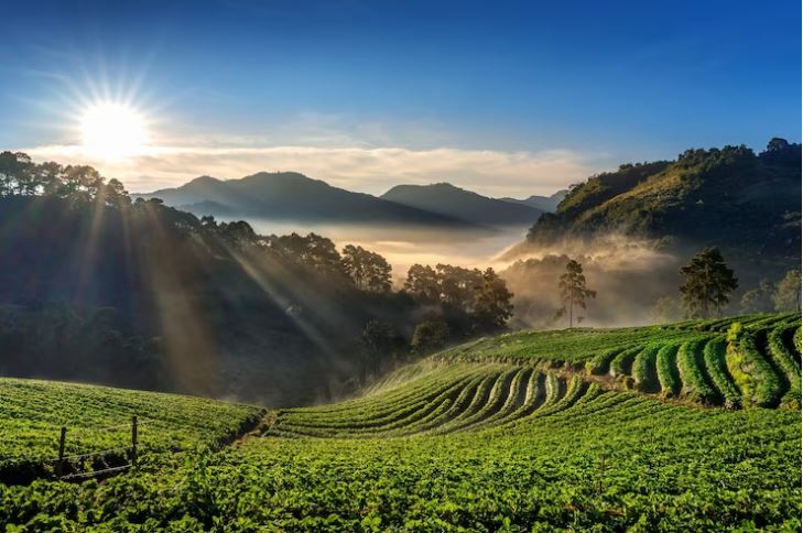 What Is Special About Tea From Darjeeling? - Mayukh