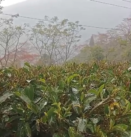 The First Rain of the Season: A Blessing for Darjeeling's First Flush Tea - Mayukh