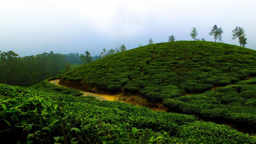 The Best of Darjeeling: Why Darjeeling is the Perfect Destination for Your Next Getaway - Mayukh