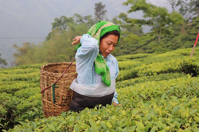 Darjeeling Tea in India: A Timeless Elixir for Health and Taste - Mayukh