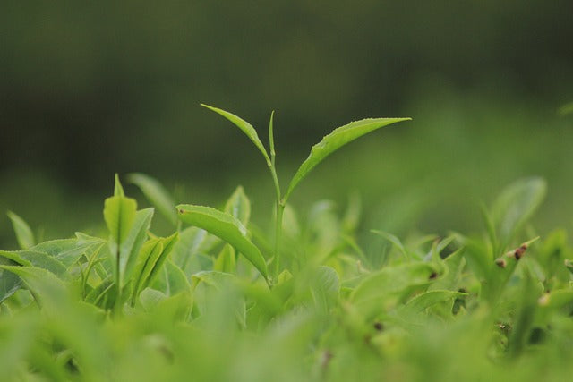 Discover the Different Darjeeling Tea Types: A Guide to the World's Finest Teas - Mayukh