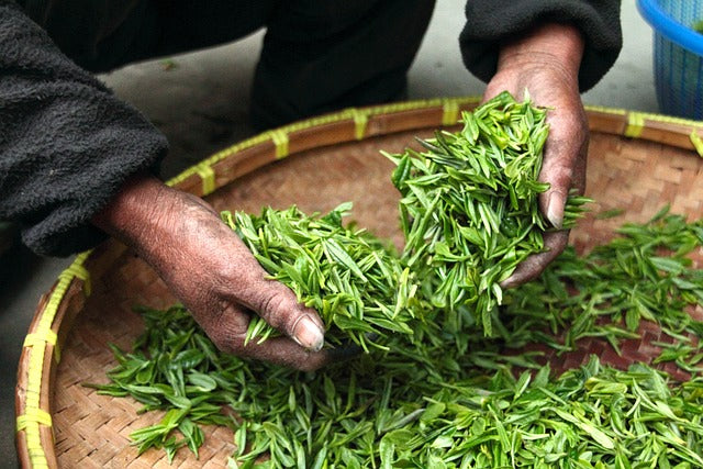 What is Darjeeling Muscatel Tea? - Mayukh