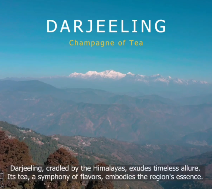 From Mountain Majesty to Your Cup: The Journey of Mayukh Darjeeling Tea - Mayukh